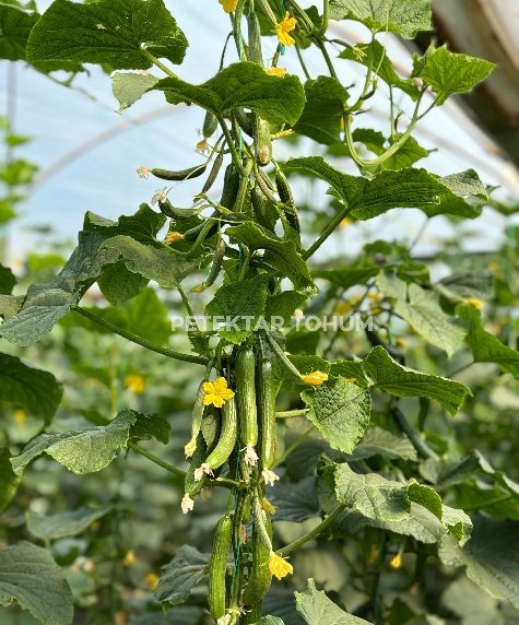 Yedican Hıyar Çeşidi