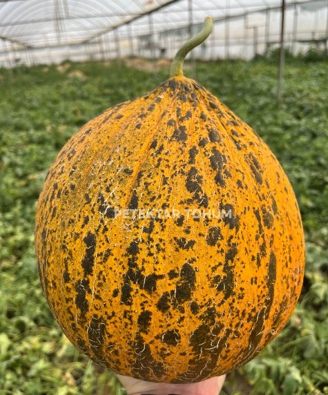 Gölbeyi 174 Kavun Çeşidi