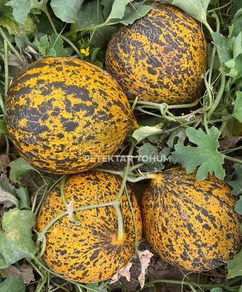 Gölbeyi 174 Kavun Çeşidi