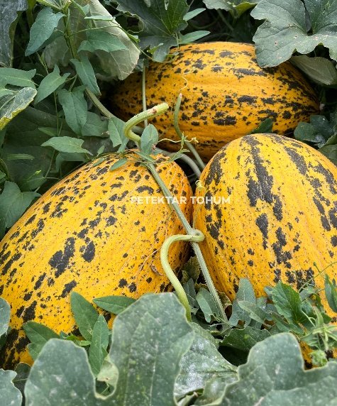 Ulubey 170 Kavun Çeşidi