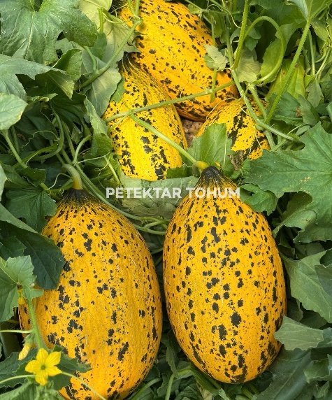 Ulubey 170 Kavun Çeşidi