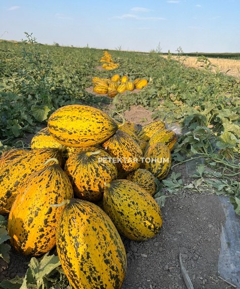 Ulubey 170 Kavun Çeşidi