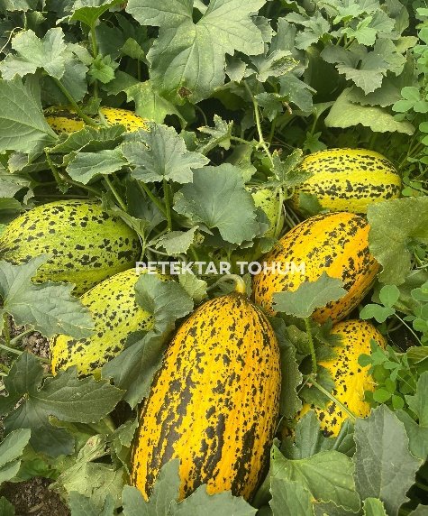 Ulubey 170 Kavun Çeşidi