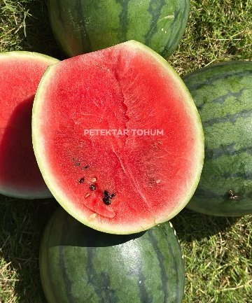 Pastel Karpuz Çeşidi