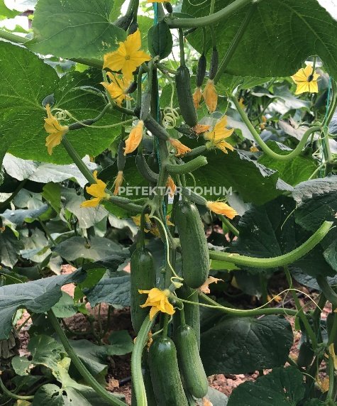 Kayı Hıyar Çeşidi