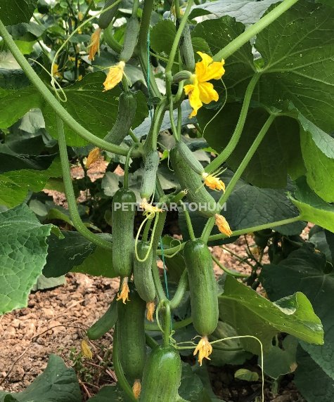 Kayı Hıyar Çeşidi