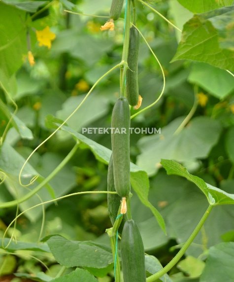 Kostak 4030 Hıyar Çeşidi