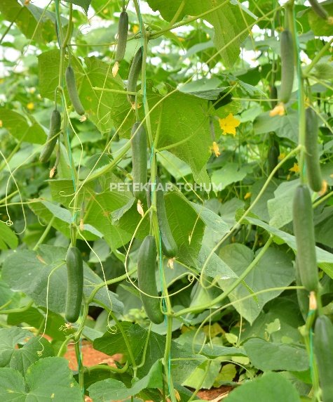 Kostak 4030 Hıyar Çeşidi