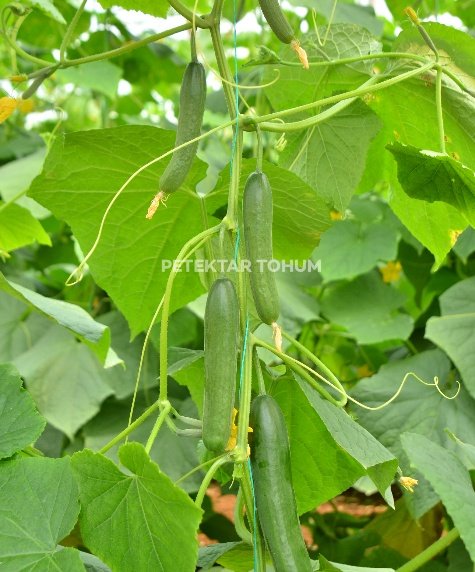 Kostak 4030 Hıyar Çeşidi