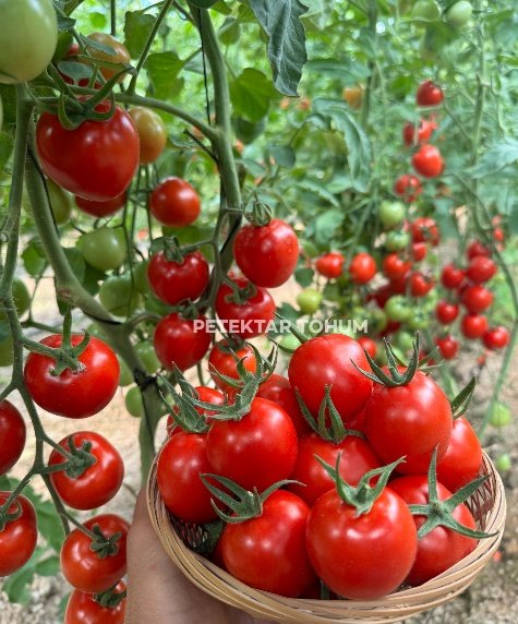 Canpare 75 Domates Çeşidi