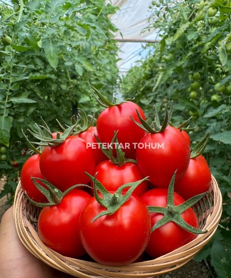 Canpare 75 Domates Çeşidi