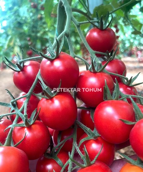 Canpare 75 Domates Çeşidi