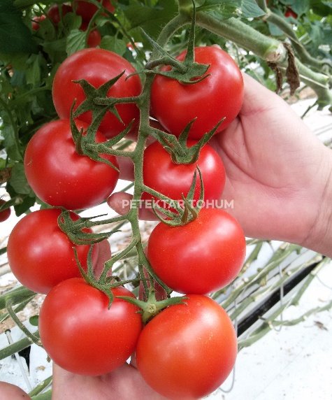 Ayza Domates Çeşidi