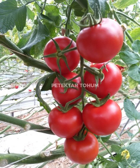 Ayza Domates Çeşidi