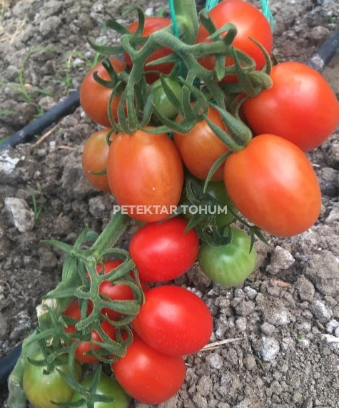 Alyürek Domates Çeşidi