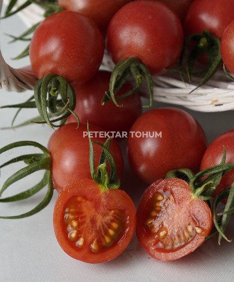 Gürcan Domates Çeşidi