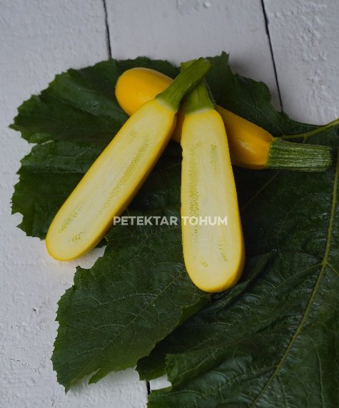 Kontes 151 Kabak Çeşidi