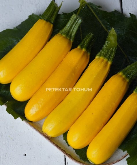 Kontes 151 Kabak Çeşidi