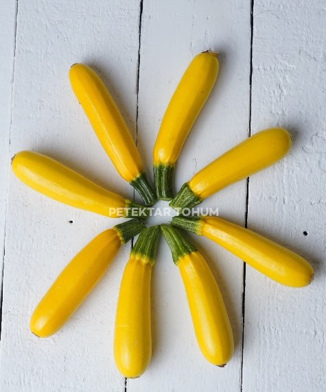 Kontes 151 Kabak Çeşidi