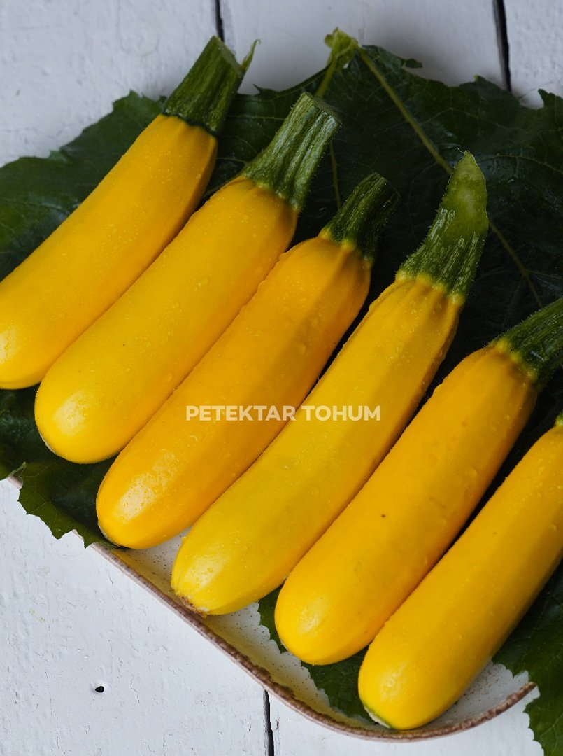 Kabak-Çeşidi-Kontes-151