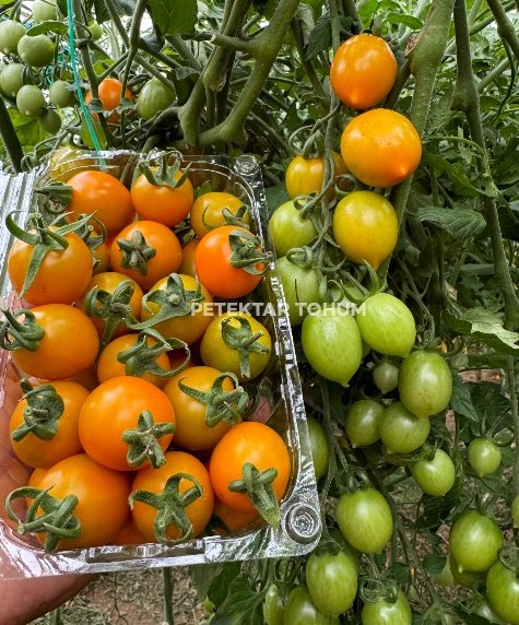 Tropikana 133 Domates Çeşidi