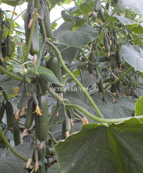 PTK 40 Hıyar Çeşidi