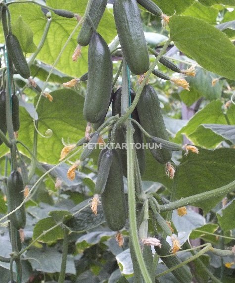 PTK 40 Hıyar Çeşidi