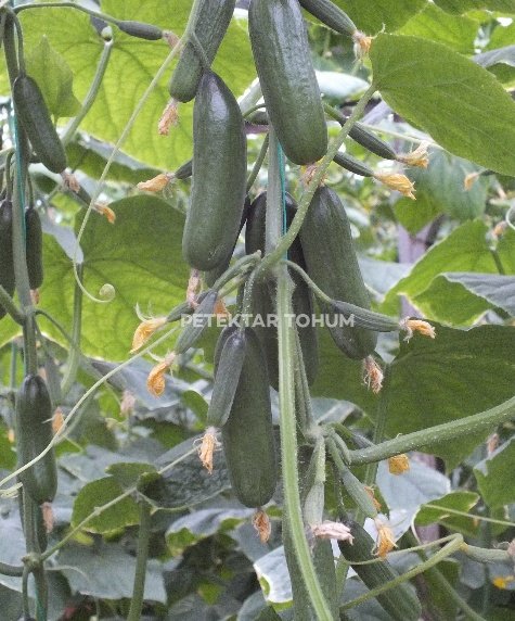 PTK 40 Hıyar Çeşidi