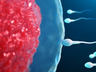 BEBEK SAHİBİ OLMA YÖNTEMLERİ