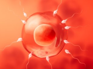 YUMURTA DONASYONU NEDİR?