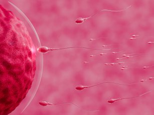 YUMURTA DONASYONU FİYATLARI