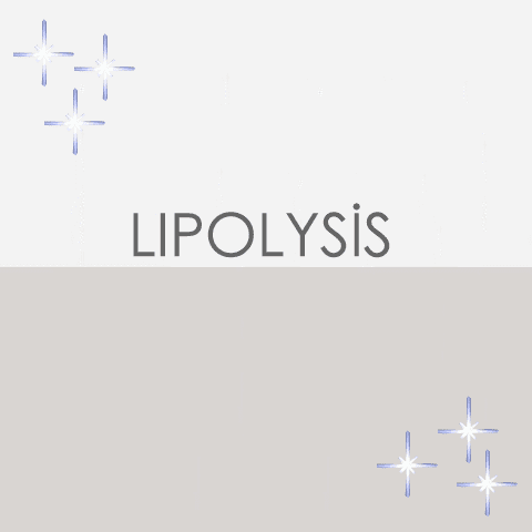 Lipolysis