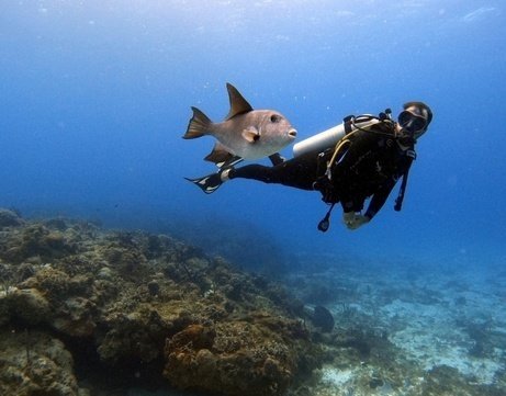 Скуба-Дайвинг С Лодкой