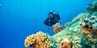 Antalya Tüplü Dalış Scub Diving 6
