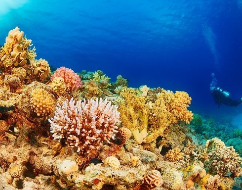 Kundu Tauchkurs Preise