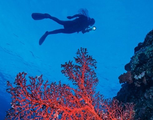 Kadriye Scuba Diving Preis