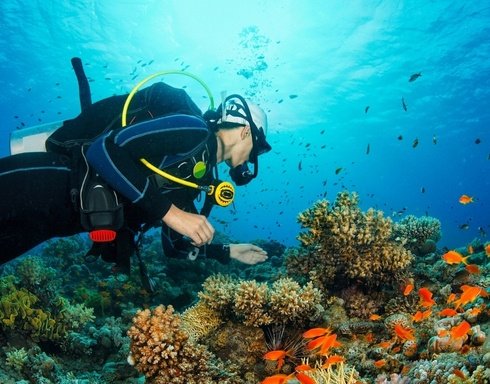 Tauchen Entdecken Sie Die Faszinierende Unterwasserwelt