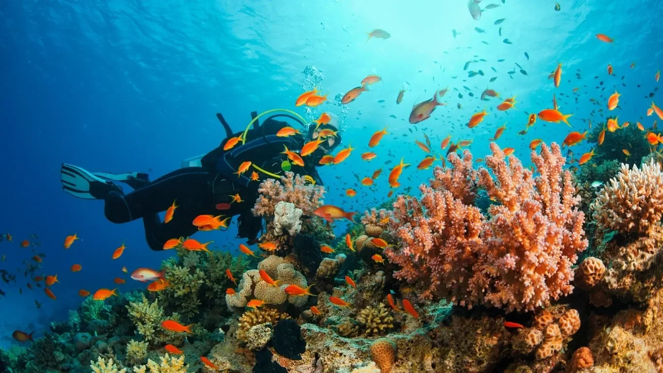 Diver over a colourful coral reef on a dive trip from Kundu, Antalya