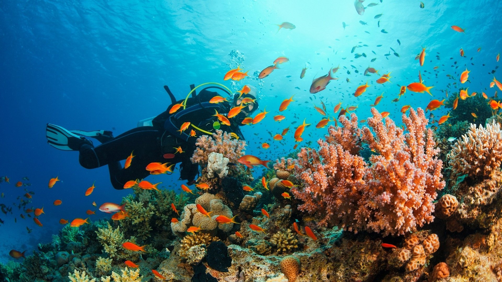 Tüplü Dalış Scuba Diving 4