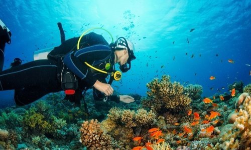 Дайвер Над Коралловым Рифом С Рыбками