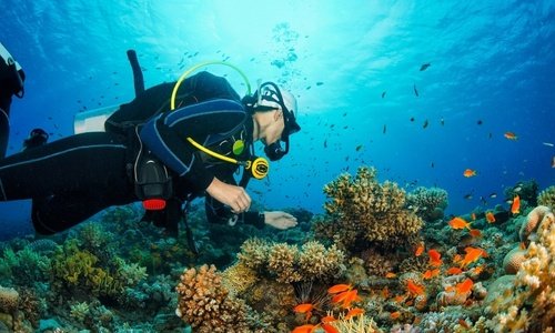 Scuba Diving 19