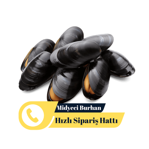 Midyeci Burhan (480 X 480 Piksel)