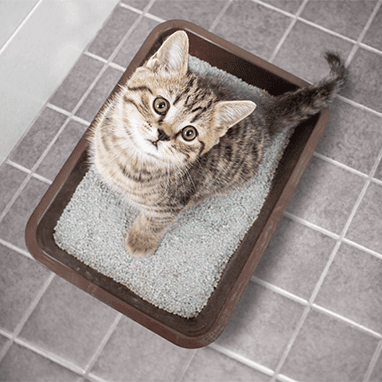 İdrar Yolu Problemleri