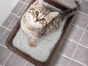 Kedilerde En Sık Görülen Hastalıklardan Biri: İdrar Yolu Problemleri