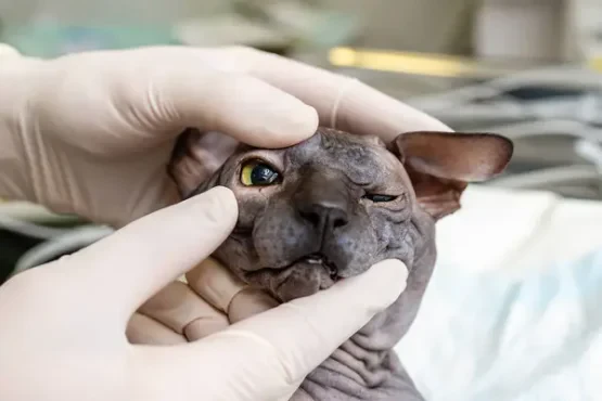 Hayvan Sağlığı Neden Düzenli Veteriner Kontrolü Gerektirir?