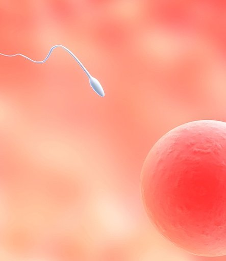 SPERM CHIP