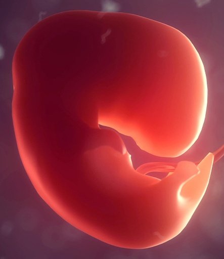 EMBRYO DONATION