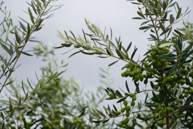 Zeytin Ağacı: Akdeniz’in Kadim Mirası