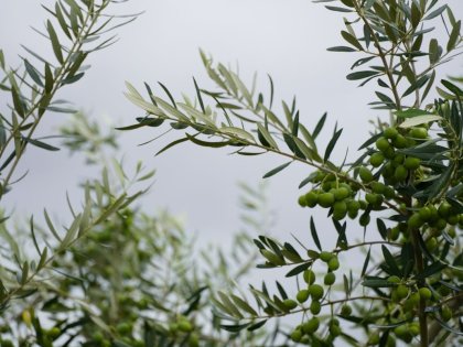 Zeytin Ağacı: Akdeniz’in Kadim Mirası