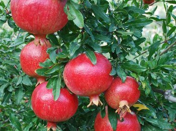 Canlar Pomegranate Season